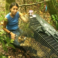 © Regenwald der Österreicher Betreuerin des Wildkatzenprojekts mit betäubtem Jaguar